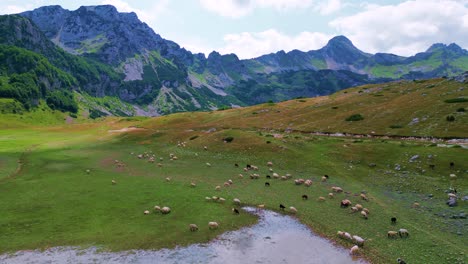 panorama aéreo, volando sobre un rebaño de ovejas que pastan en las laderas de las montañas