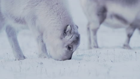 Reindeer-cow-and-calf-feeding-in-fresh-snow