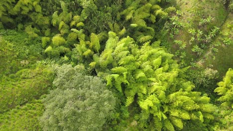 landscapes on the mountains of colombia