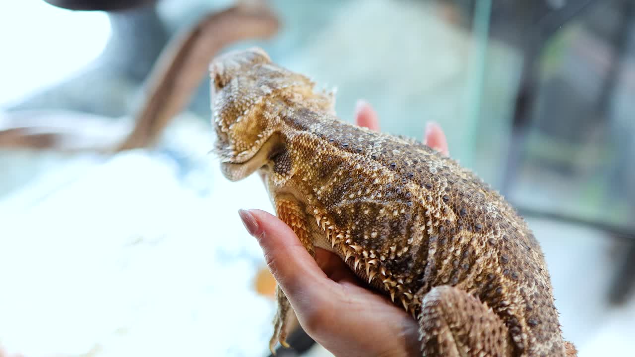 A bearded dragon lizard is gently held and petted by a person in a well-lit environment