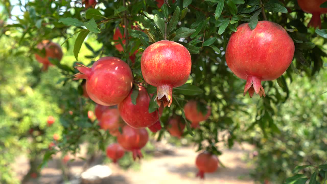 Granatæbleplantage i plukkesæsonen