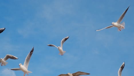 Flock of Seagulls in Flight