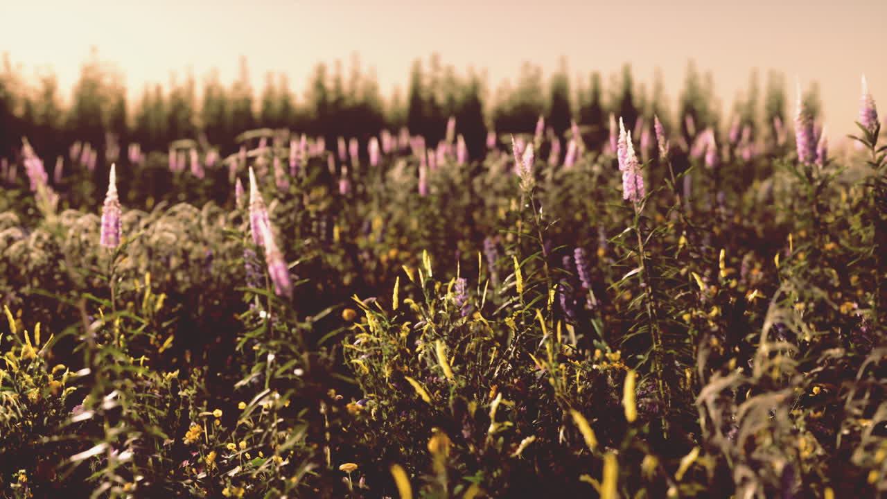 flores en el campo de la montaña durante el amanecer en el tiempo de verano