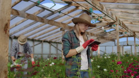 worker with tablet near rose in greenhouse. two beautiful young smiling girl and man worker with tablet near rose in greenhouse. concept