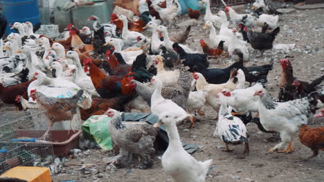 many birds - ducks and different types of chickens and roosters run outdoors in an eco farm