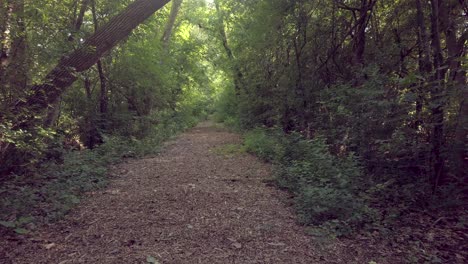 paseo de ensueño en un exuberante sendero forestal, mañana soleada
