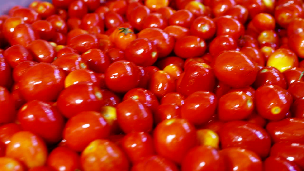 토마토 산업에서 은 토마토는 물로 가득 찬 크로 들어가서 과 꺼기에서 겨서 깨하게 나옵니다.