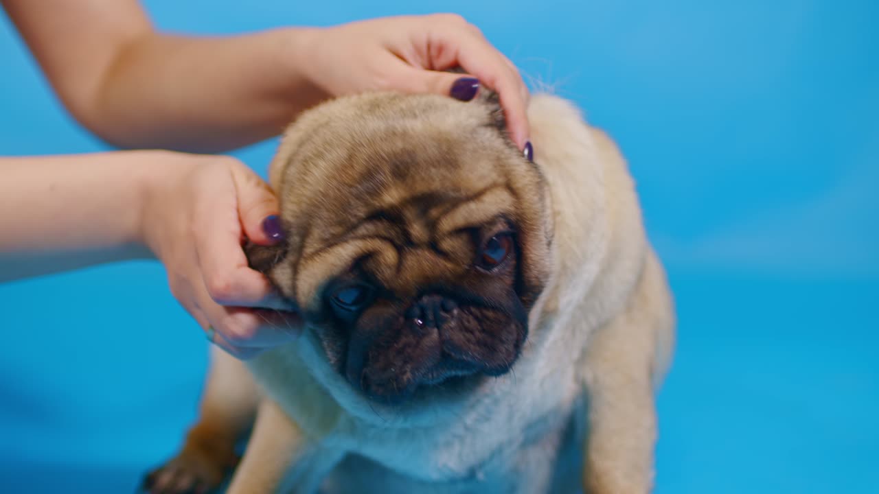 파란색 배경에 귀여운 파그. 인식할 수 없는 사람이 편안한 개의 귀를 고 있습니다.