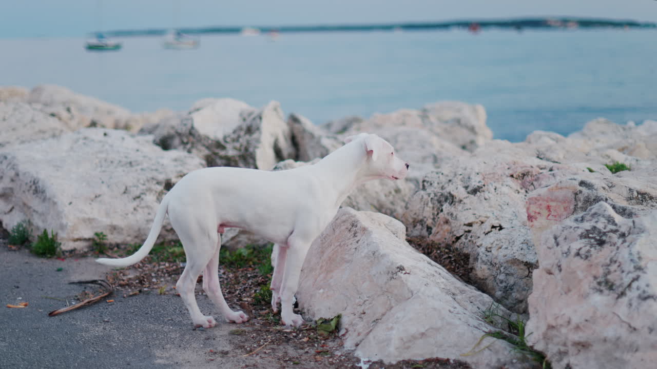 Spotless Dalmatian walking near white rugged rocks on the beach in the evening