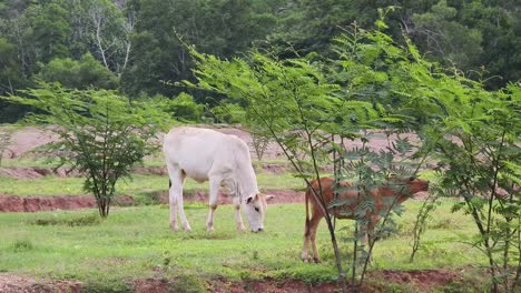 cows grazing in a field