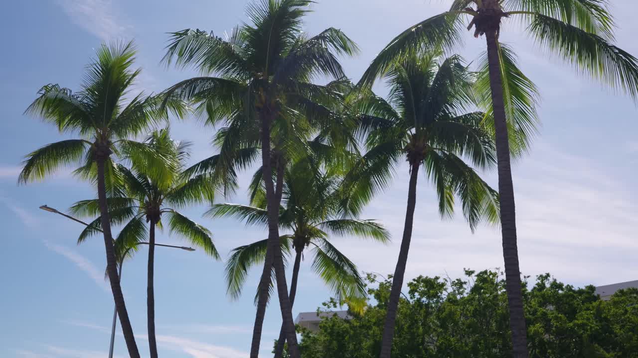Tall palm trees against a blue sky with white clouds and a building with trees in the background