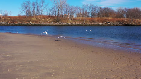 Eine-Niedrige-Drohne,-Die-Morgens-Von-Möwen-An-Einem-Ruhigen-Strand-Abhebt