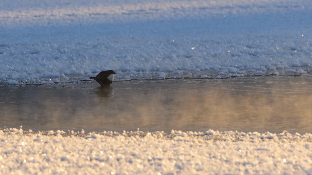 황금색 겨울 해가 지는 얼어붙은 하천에서  목을 가진 어리 포즈, 드 헬드 슬로 모션