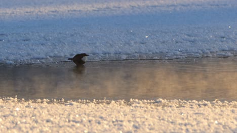 white throated dipper pose at frosty stream in golden winter sunset, handheld slow motion