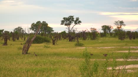 Beautiful-scenery-and-birds-on-the-green-lush-grass-in-the-African-savanna,-Botswana