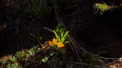 azafrán amarillo que crece en el jardín en primavera justo antes de pascua 4k