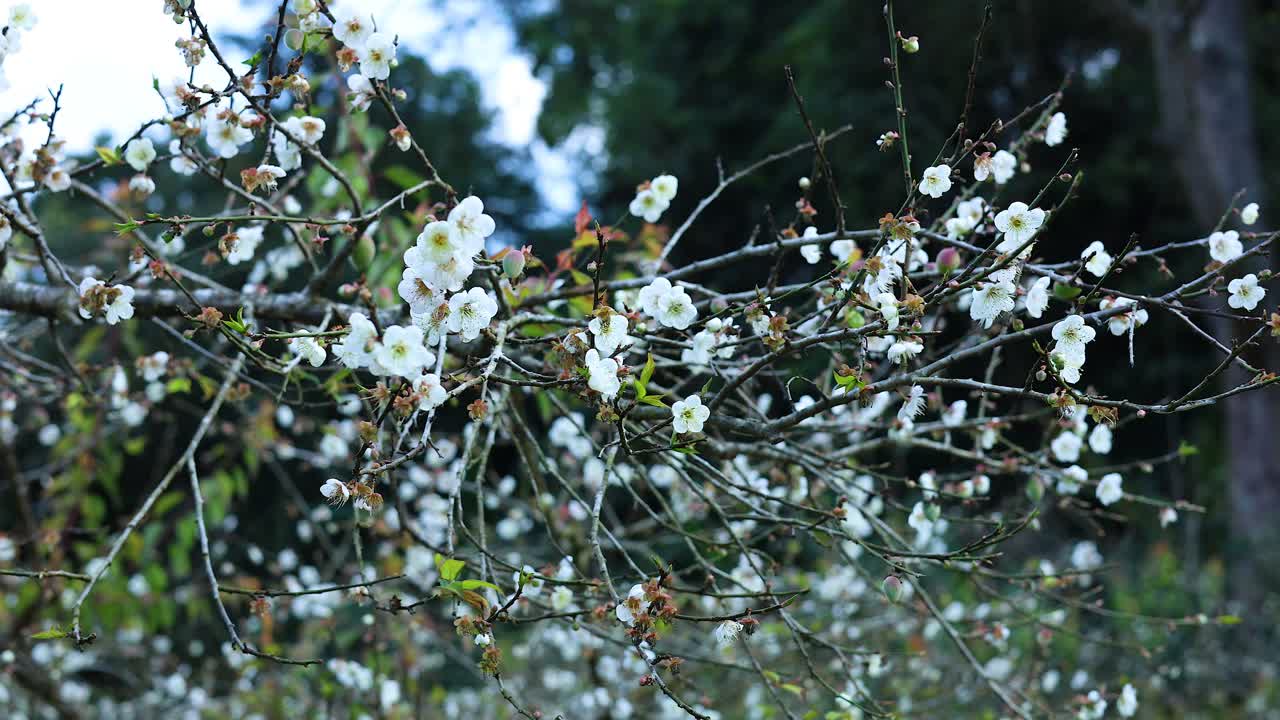 바람에 따라 움직이는 가지에  꽃이
