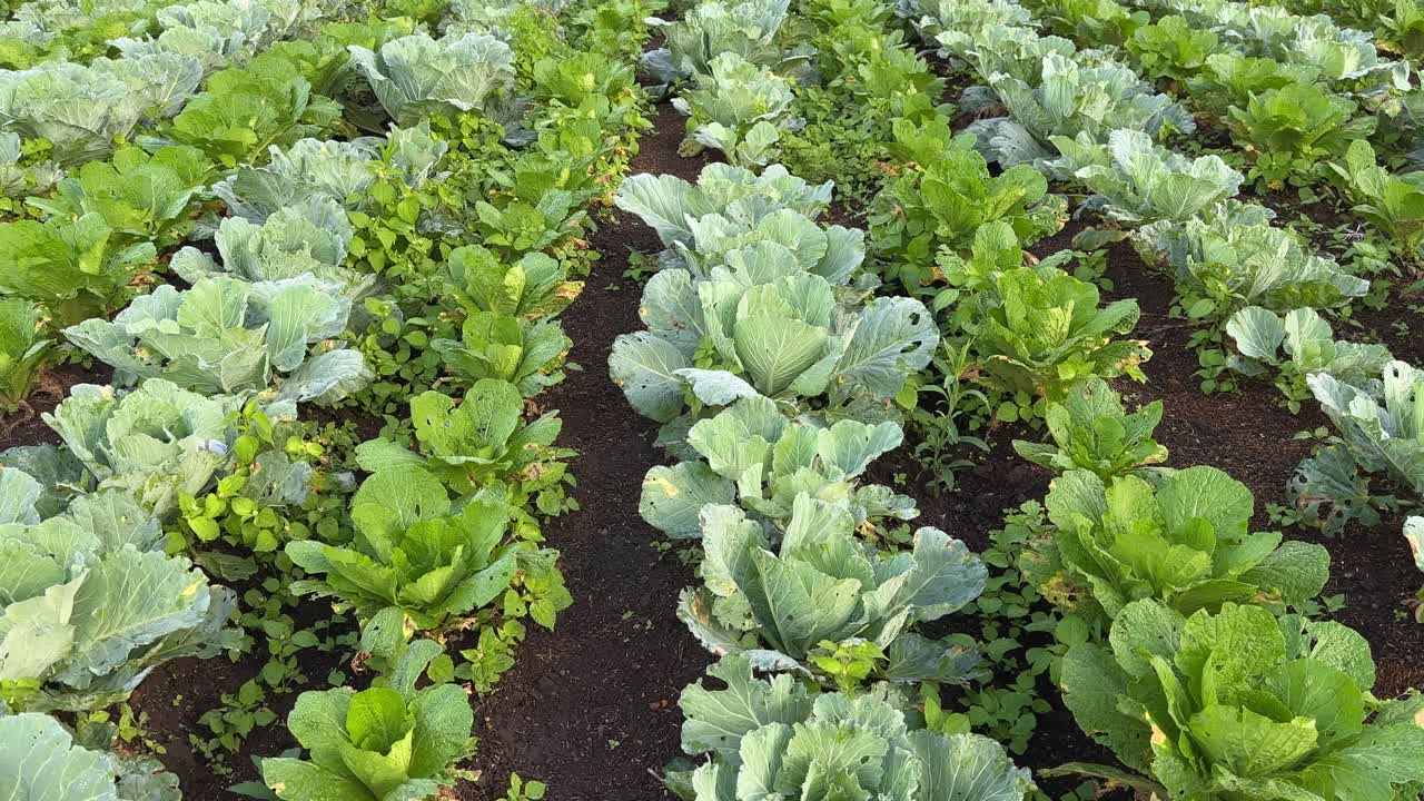 Row of cabbage and mustard plant on the field. Field vegetable fresh organic farm