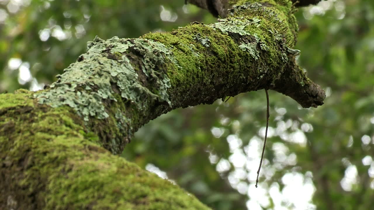 Tree trunk with a curve, with green moss and blurred background, humid forest