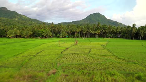 exuberantes arrozales de camiguin filipinas, antena hacia atrás