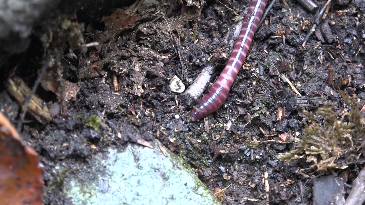 Earthworm Crawling Across Damp Soil and Rocks