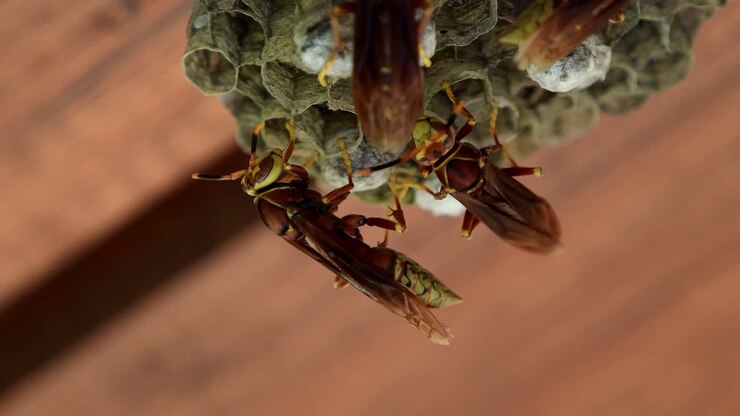 Close up shot of paper wasps working on their nest