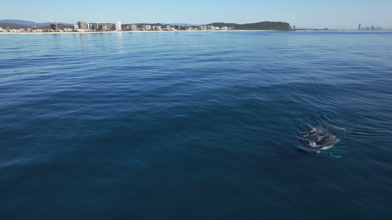Humpback Whales In The Ocean With Palm Beach And Currumbin Alley In Background In Queensland, Australia - Drone Shot