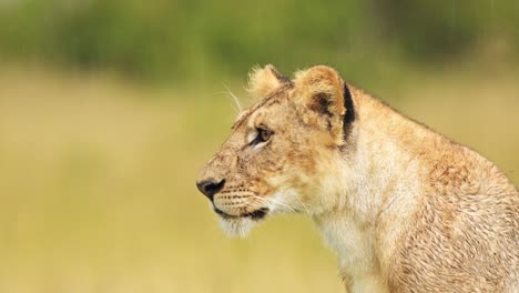 Close-up-portrait-of-female-lion-lioness-head,-big-5-five-African-Wildlife-in-Maasai-Mara-National-Reserve,-Kenya,-Africa-Safari-Animals-in-Masai-Mara-North-Conservancy