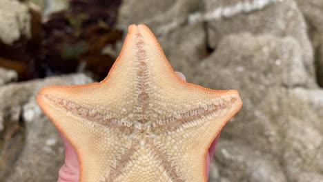 un primer plano macro de una estrella de mar boca abajo con cientos de pequeñas proyecciones conocidas como "pies de tubo" en la parte inferior de su cuerpo