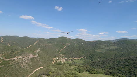 fpv vuelo aéreo persigue águila volando sobre acantilados
