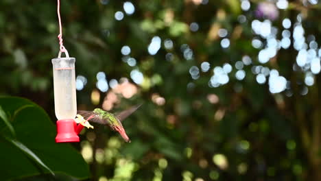 Colibrí-De-Cola-Rufa-Aspirando-Alrededor-De-Un-Alimentador-De-Néctar-120fps