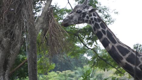 Jirafa-Alimentándose-De-Los-árboles-En-El-Zoológico-De-Singapur---Cerrar