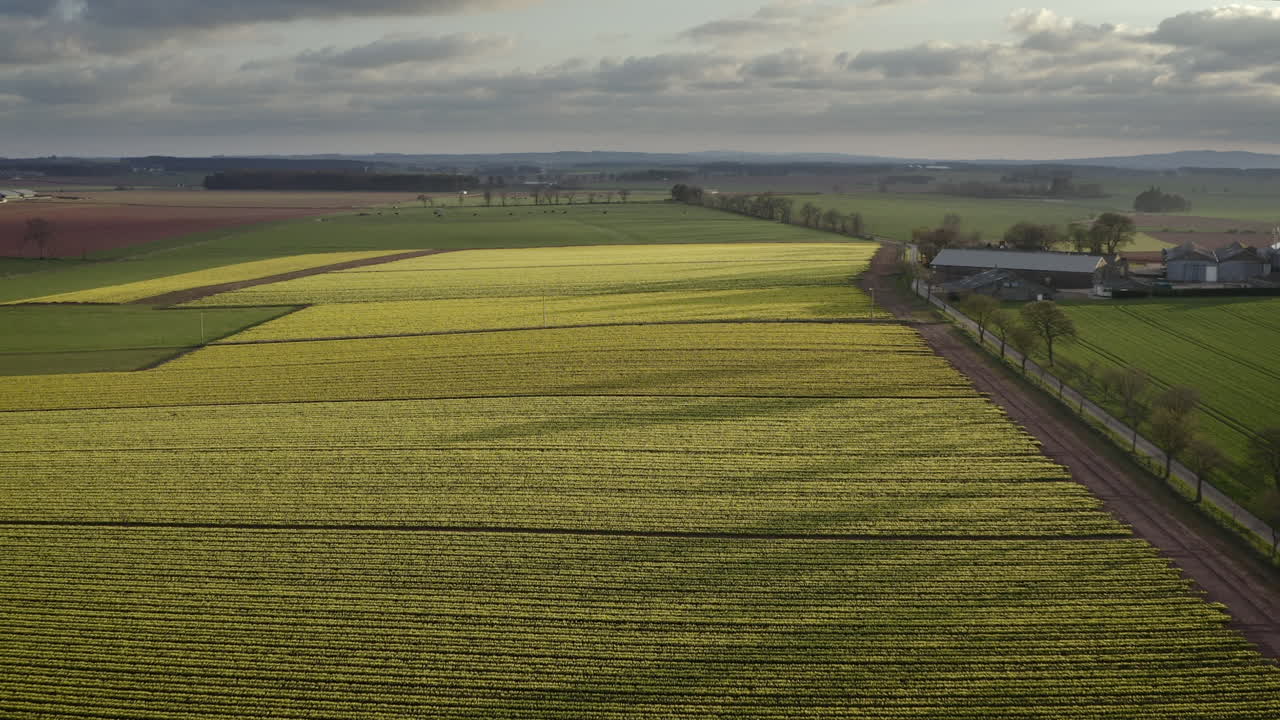 An aerial view traveling over a field of yellow daffodils with the farm on frame right as the spring sun begins to set, Aberdeenshire, Scotland