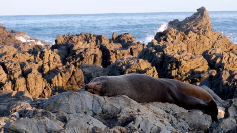 Un-Lobo-Marino-De-Nueva-Zelanda-Solo-Completamente-Relajado-Y-Durmiendo-En-Las-Rocas-De-La-Costa-En-Nueva-Zelanda,-Aotearoa