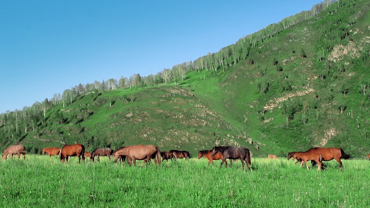 los caballos pastan las montañas