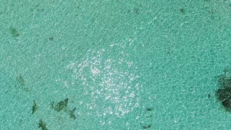 emerald-ocean-sea-beach-seychelles-drone-aerial-view