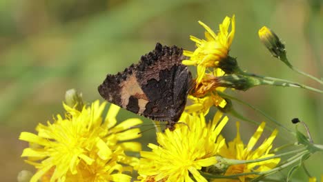 small tortoiseshell butterfly (aglais urticae, nymphalis urticae) is a colourful eurasian butterfly in the family nymphalidae. it is a medium-sized butterfly that is mainly reddish orange.