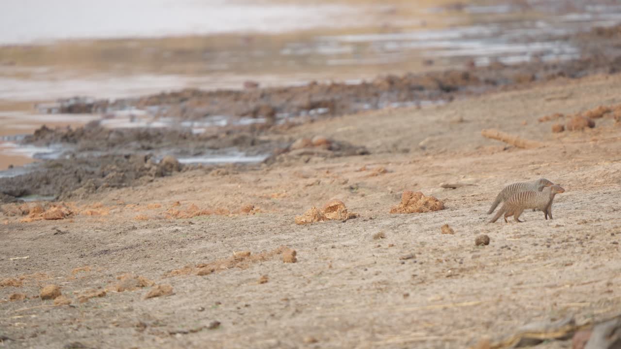 Two banded mongooses (Mungos mungo) walk across sandy ground in front of a muddy watering hole in Kruger National Park, pausing briefly before continuing out of frame. Slow motion