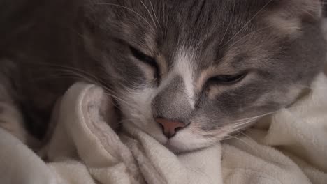 close-up of cute gray cat falling asleep on a cozy white blanket, indoors