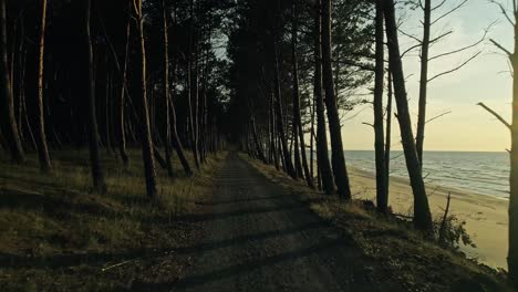 path in the forest by the beach illuminated by sunlight