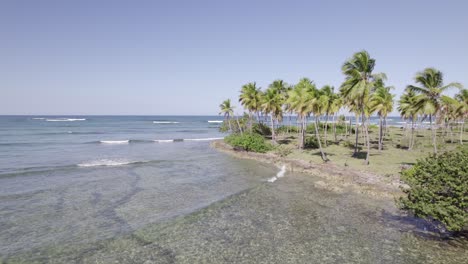 Las-Olas-Del-Océano-Rompen-Suavemente-Sobre-Los-Arrecifes-Poco-Profundos-Debajo-Del-Palmeral,-Asserradero-Samana-República-Dominicana