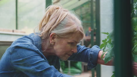 mature woman gardening in greenhouse at home looking after tomato plants