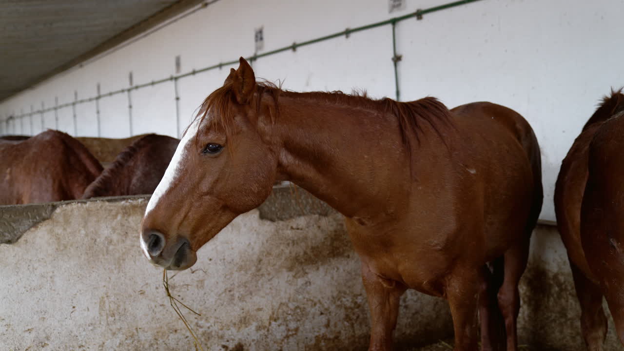 Witness a horse enjoying its meal in the comfort of its stable, ideal for showcasing horse care routines or stable practices