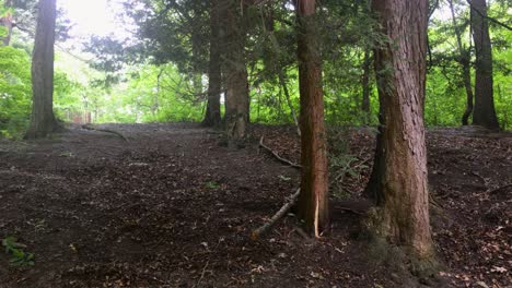 A-panning-shot-of-a-forest-floor-with-damp-soil,-foliage-and-tall-trees-surrounding-the-area