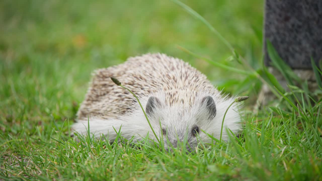 A european hedgehog explores a grassy area, sniffing around and foraging. The action takes place outdoors in daylight. Camera captures close-up details of the hedgehog's movements