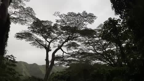 A-serene-view-of-a-forest-canopy-in-Oahu,-with-towering-trees-silhouetted-against-a-cloudy-sky