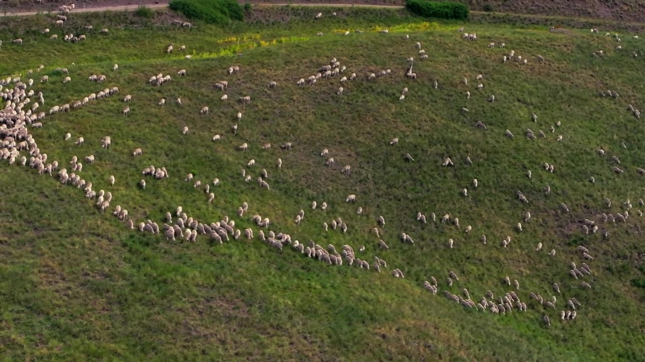 Telluride, Colorado: centinaia di pecore al pascolo in un ranch, ripresa aerea con drone in estate. Last Dollar Road, Mount Sneffels Wilderness, Catena montuosa delle San Juan Rocky Mountains, aeroporto, Foresta di Uncompahgre, movimento circolare a destra.