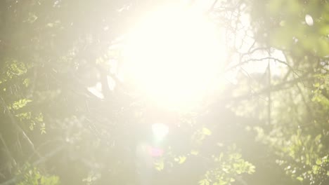 tilting shot of small branches with leaves with the sun peaking through