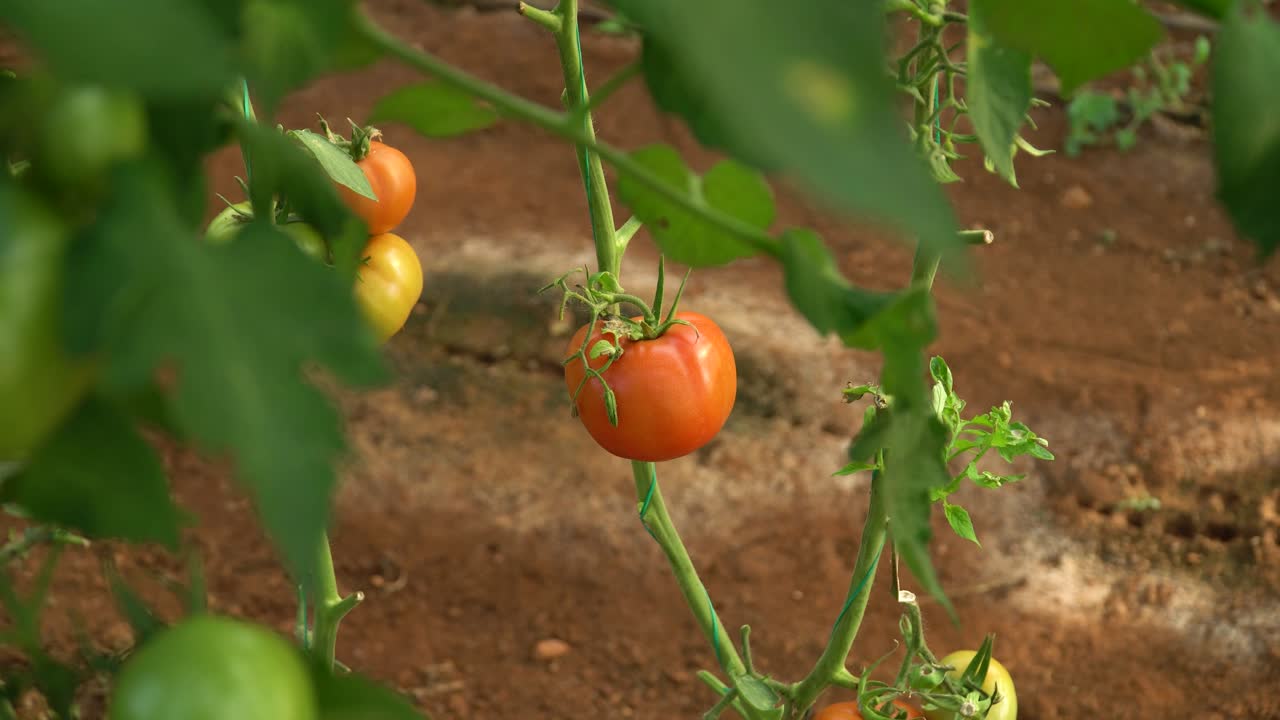 Camera Footage of Green and Red Tomatoes Grown in a Greenhouse