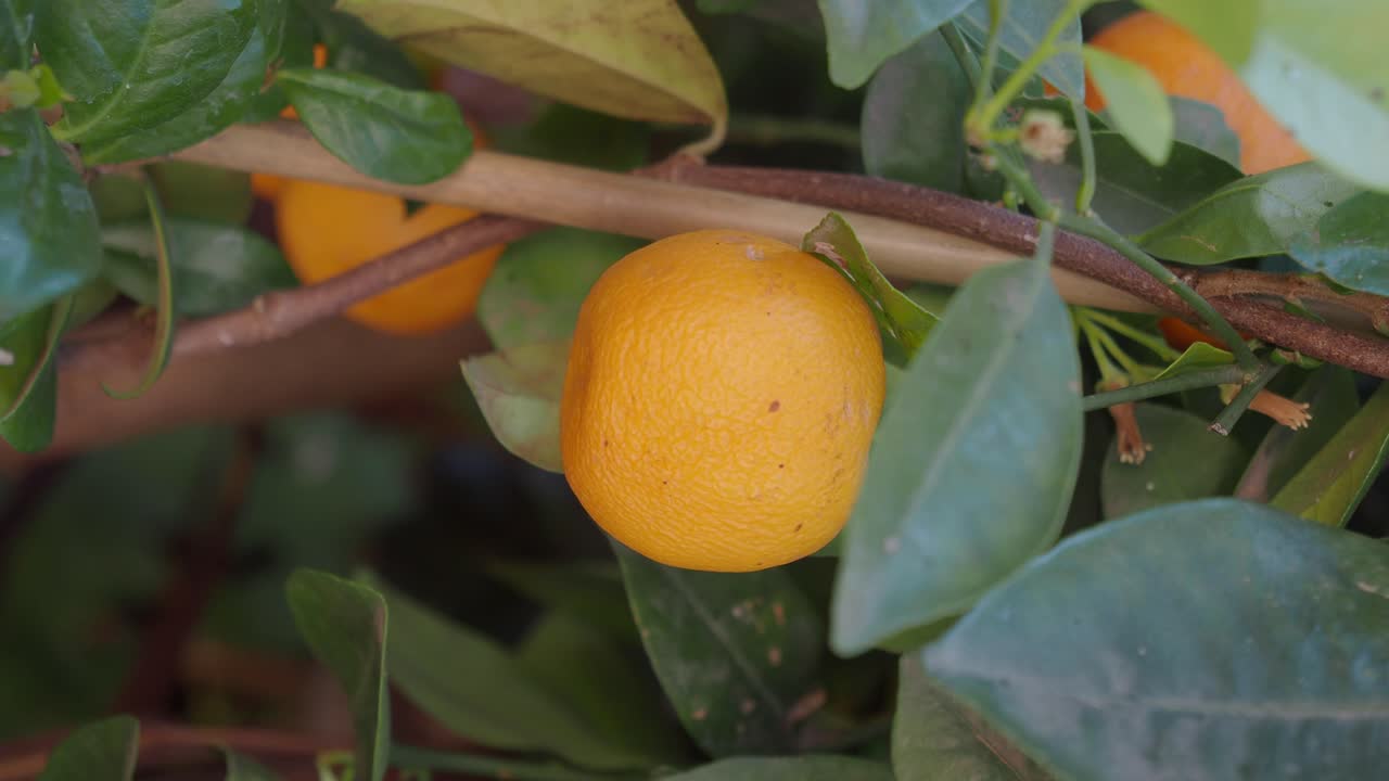 Primo piano di un frutto arancione vivace su un ramo d'albero